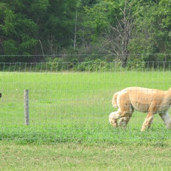 Cabin View Alpacas - Attraction Farms Near Me - Trumansburg, New York