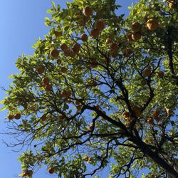 Foro Romano - Viridarium Palatinum - orange tree with fruit