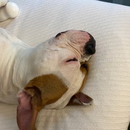 Brick enjoying the AC with his bone. Brick enjoying the AC with his bone.