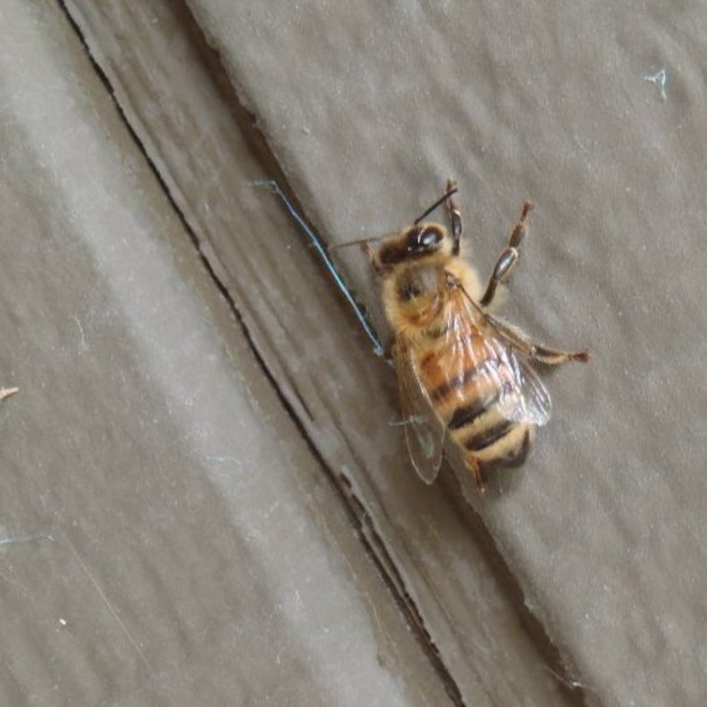 Bay Area Beebusters - Bee close up. - Pest Control Near Me
