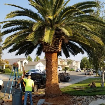 American Tree Service - Pineapple your Date palms for an aesthetically pleasing palm tree. - Tree Services Near Me American Tree Service - Pineapple your Date palms for an aesthetically pleasing palm tree. - Tree Services Near Me