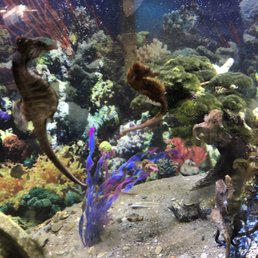 Beautiful seahorses.