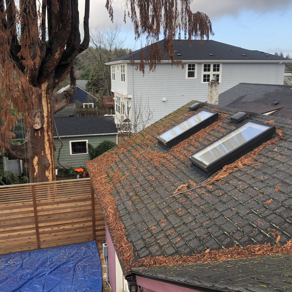 Legendary Tree - Gives an idea of how tight the space was. - Tree Services Near Me - Seattle, Washington Legendary Tree - Gives an idea of how tight the space was. - Tree Services Near Me - Seattle, Washington