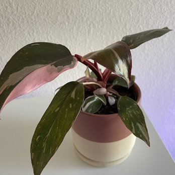 LV Plant Collective - Such a cute plant. - Nurseries & Gardening Near Me - Las Vegas, Nevada LV Plant Collective - Such a cute plant. - Nurseries & Gardening Near Me - Las Vegas, Nevada