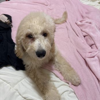 Pettito - Pet Breeders Near Me - Oklahoma City, Oklahoma Pettito - Pet Breeders Near Me - Oklahoma City, Oklahoma