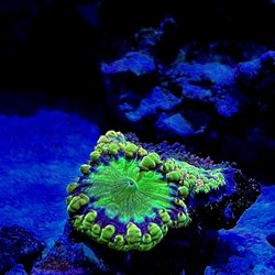 Kung Fu Corals - Blasto from kfc