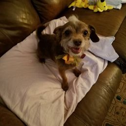 Bonnie after her grooming session (1)