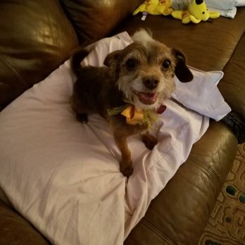 Pooches-N-Pals - Bonnie after her grooming session (1) - Pet Groomers Near Me - Henderson, Nevada