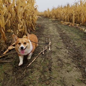 BIRINGER’S BLACK CROW PUMPKINS AND CORN MAZE - Updated July 2024 - 20