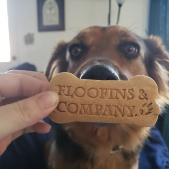 Floofins & Co. - Dog Walkers Near Me - Elmhurst, Illinois Floofins & Co. - Dog Walkers Near Me - Elmhurst, Illinois