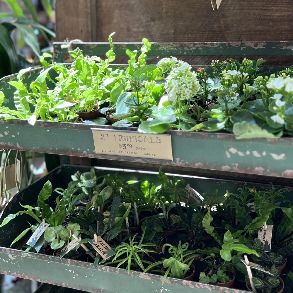 Ravenna Gardens - Plants - Nurseries & Gardening Near Me - Seattle, Washington