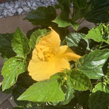 Eden Nursery - Yellow Hibiscus - Nurseries & Gardening Near Me - Clearwater, Florida