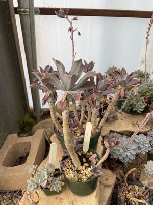 Chihuahuan Desert Research Institute by null