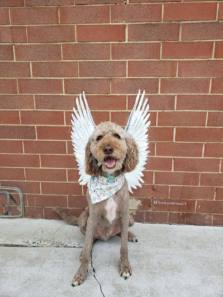 THE SALTY PAW GROOMING SALON 30 Photos 1734 B Savannah Hwy