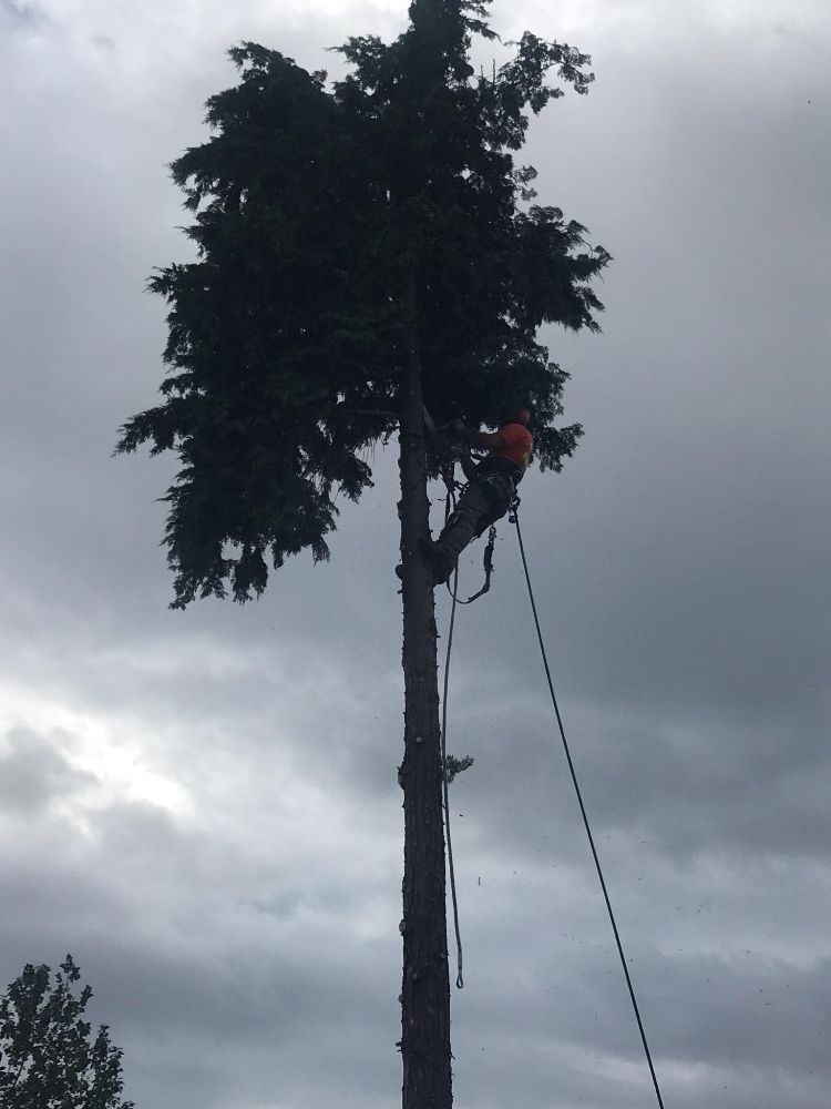 Slide of Shepherd's Tree Service and Excavation