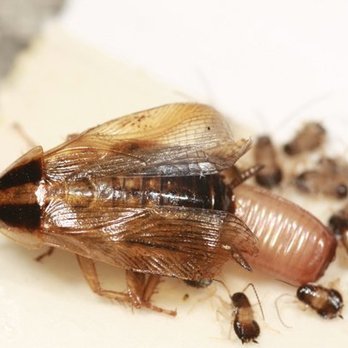 Johnny Bugs - Pest Control Company - Pest Control Near Me - North Port, Florida Johnny Bugs - Pest Control Company - Pest Control Near Me - North Port, Florida