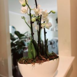 UrbanStems - White phaleanopsis in ceramic bowl vase.
