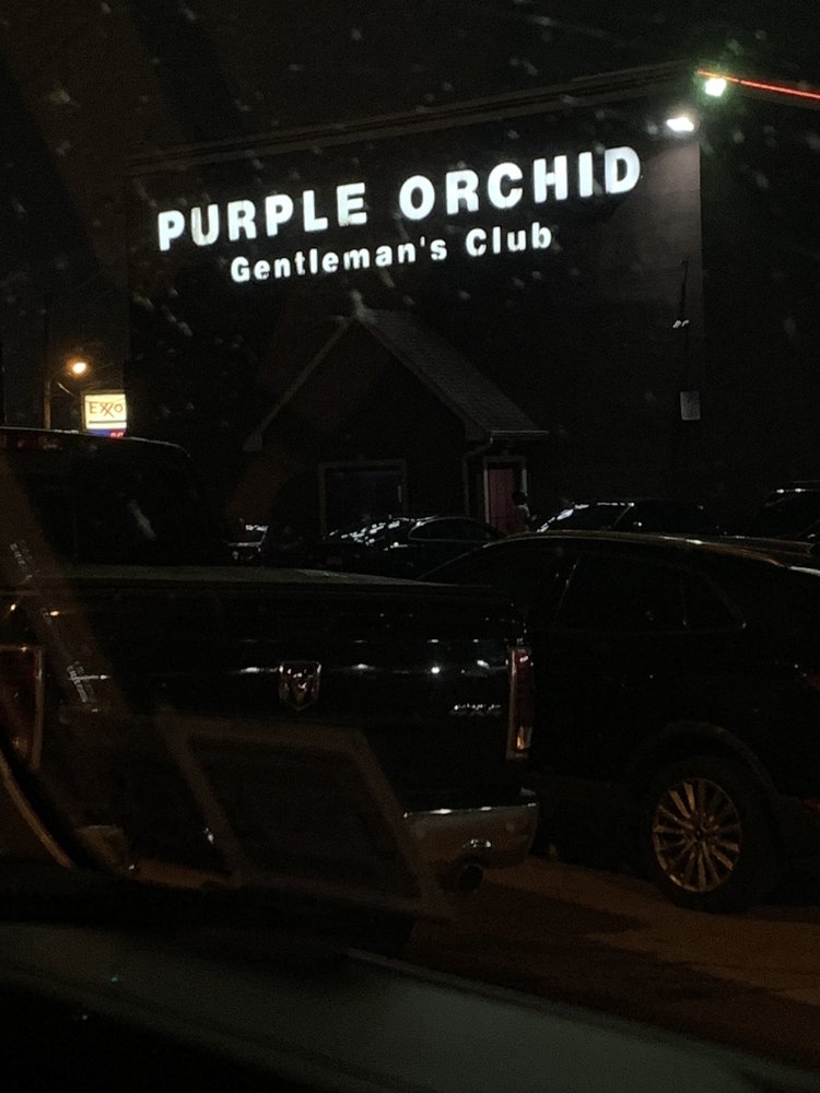 Purple Orchid Image