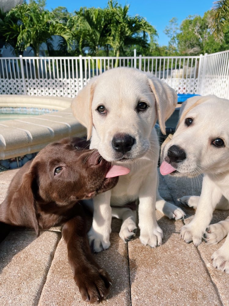 FREY’S PET SITTING Updated August 2024 Stuart, Florida Pet