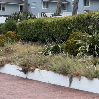 Inn at Morro Bay - Dead over grown unkept landscaping - Hotels Near Me - Morro Bay, California Inn at Morro Bay - Dead over grown unkept landscaping - Hotels Near Me - Morro Bay, California