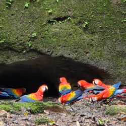 Excellent Escapes Travel - Amazon Rainforest, visiting a clay lick