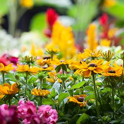 Jesse Israel & Sons Garden Center