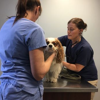 Schultzville Animal Hospital - Veterinarians Near Me - Clarks Summit, Pennsylvania Schultzville Animal Hospital - Veterinarians Near Me - Clarks Summit, Pennsylvania