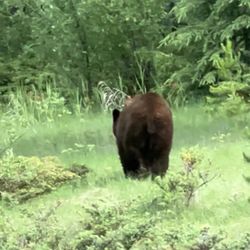 Jasper National Park - That grizzly...