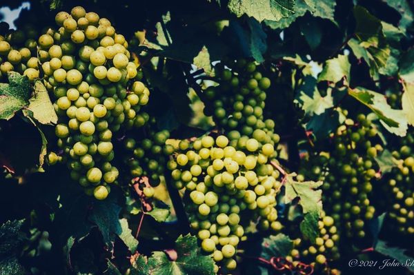 Lamoreaux Landing Wine Cellars by null