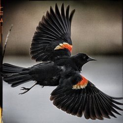 Laurier Woods Park - Red wing blackbird.