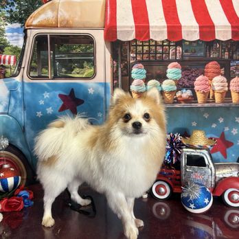 Royalty Groomers - Pomchi's first grooming - Pet Groomers Near Me - Waipahu, Hawaii