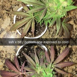 Orange Coast Clones