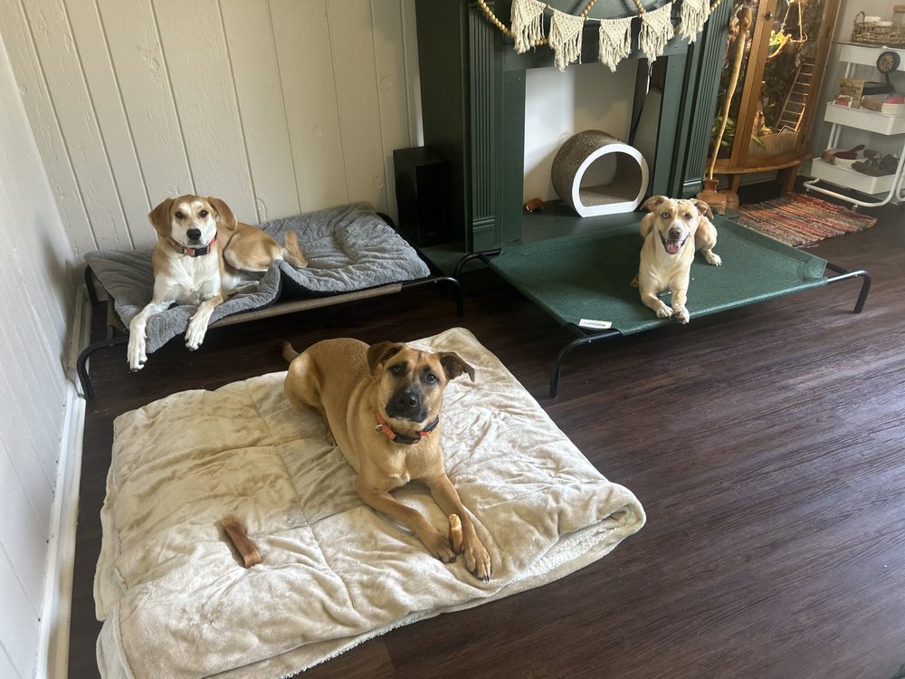 Fetch and Focus - pet boarding facility in Carmel, IN
