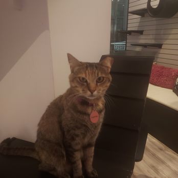 Cat Cafe Maui - Pet Adoption Near Me - Kahului, Hawaii Cat Cafe Maui - Pet Adoption Near Me - Kahului, Hawaii