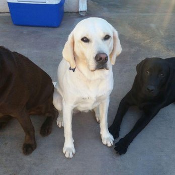 Kamp Kanine - Lila (middle) and her two boyfriends! - Pet Sitting Near Me - Encinitas, California
