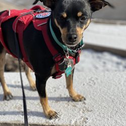 Mountain Animal Hospital Center - Happy healthy doggo!