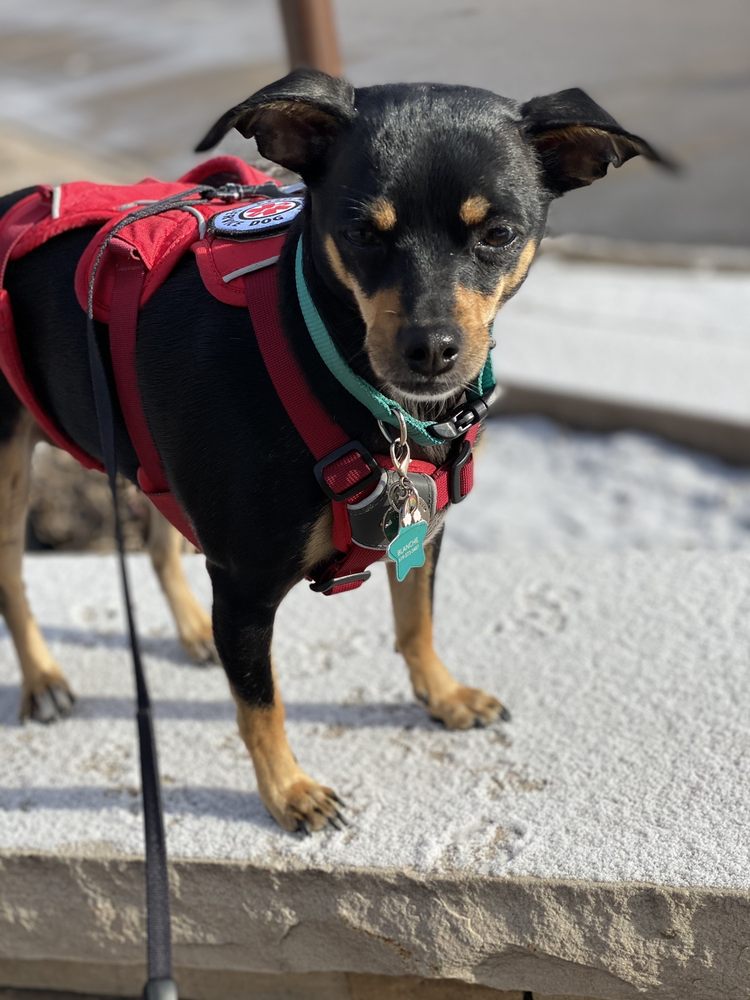 Mountain Animal Hospital Center Image