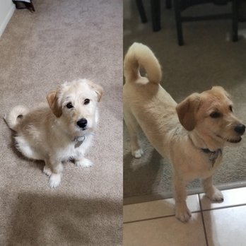 PetSmart - Pet Training Near Me - Mayfield Heights, Ohio
