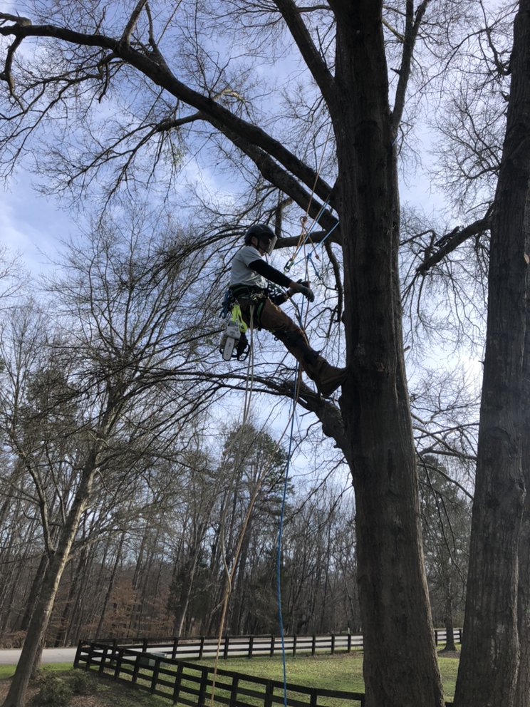 McCoy Tree Service - tree service in Greenville, SC