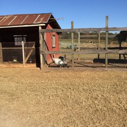 Lewis Farm