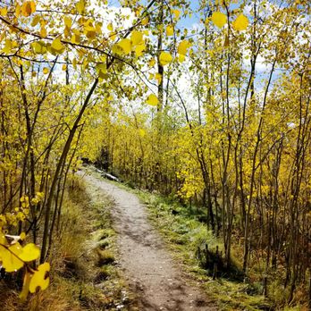 Kenosha Pass - This little thicket was amazing. - Parks Near Me - Park, Colorado Kenosha Pass - This little thicket was amazing. - Parks Near Me - Park, Colorado