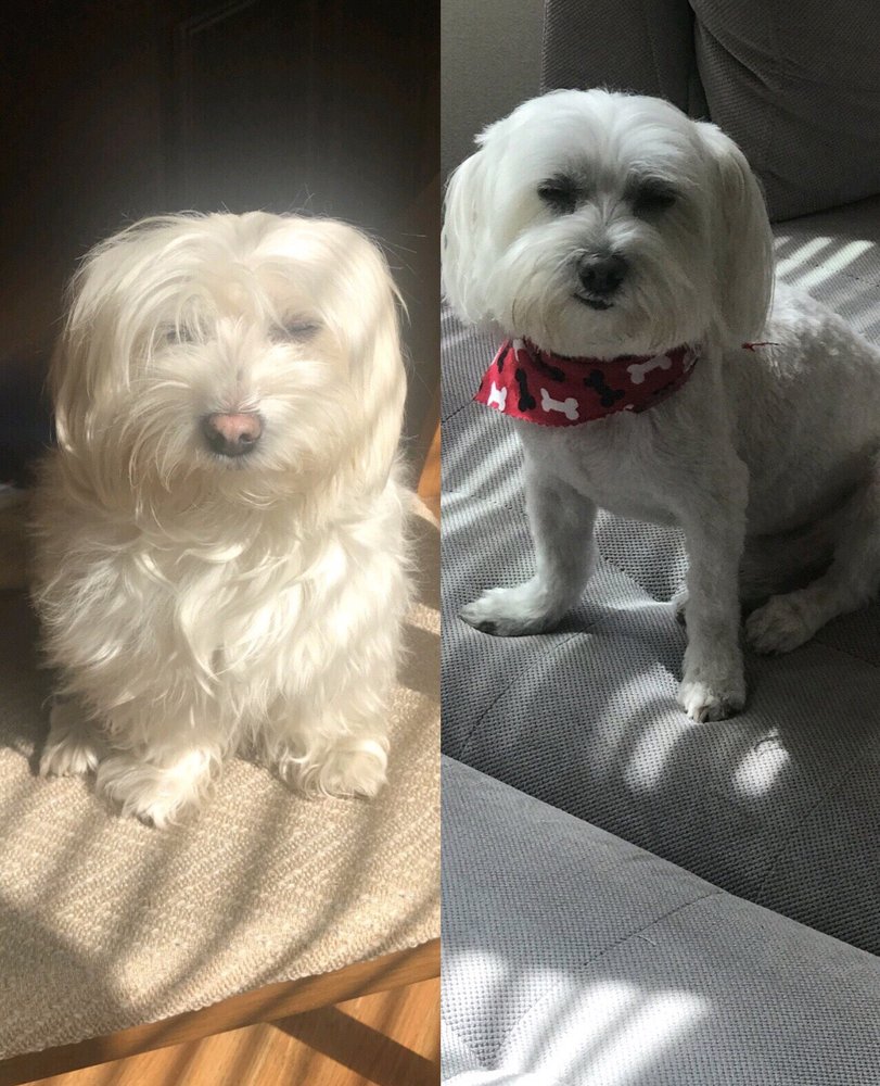 metro mobile groomers