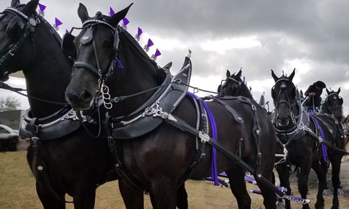 The Horse Capital Tours - equestrian in Ocala, FL