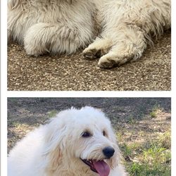 The Claridge Pet Resort - Before and after grooming - look at the difference!!!