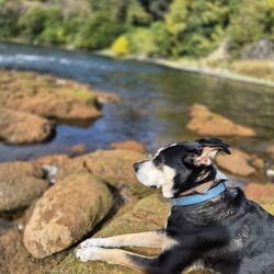 Bannister Park - Riley relaxing at San Juan Rapids