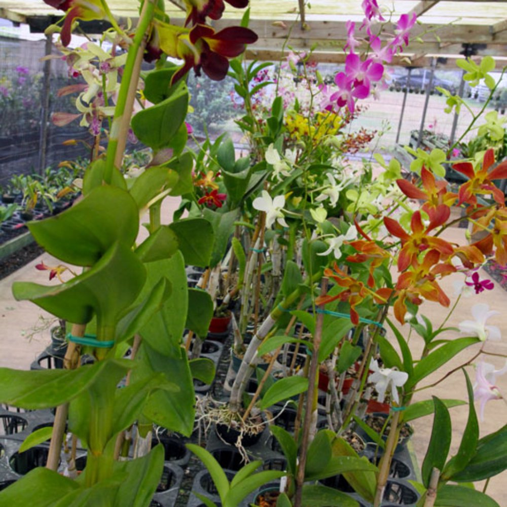Olomana Orchids - Farms Near Me - Kaneohe, Hawaii Olomana Orchids - Farms Near Me - Kaneohe, Hawaii