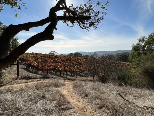 Westwood Hills Park by null