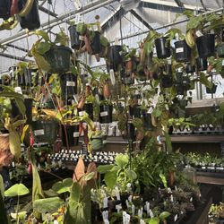 Carnivero - Pitchers