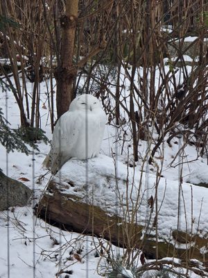 Hellabrunn Zoo by null