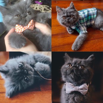 SugarKatz Cattery - Pet Services Near Me SugarKatz Cattery - Pet Services Near Me